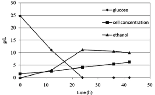 Fig. 3. Time-dependent glucose and ethanol con- con-centrations during fermentation of  glu-cose from separate enzymatic hydrolysis.