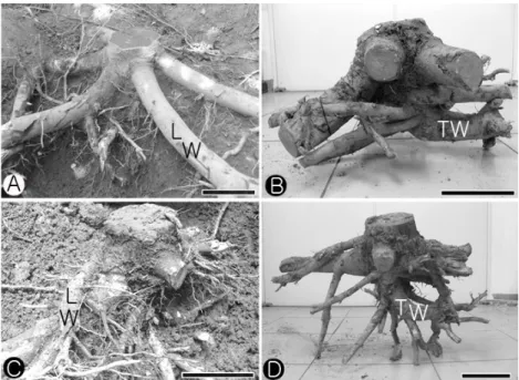 Fig. 1. Photographs showing root samples used in present study. A &amp; C: before excavation