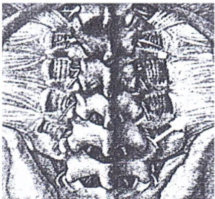 Fig.  3.  Relations  between  nerve  root  and  inter-  vertebral  foramen