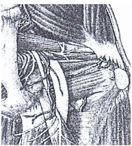 Fig.  6.  Relations  ischial  spine,  ligament  sacro-  s-pinal  and  sciatic  nerve