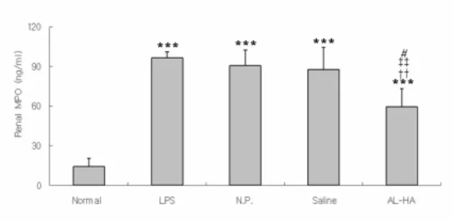 Fig.  12.  Histological  analysis  of  renal  tissue  in  LPS-stimulated  rats(H&amp;E  stain)