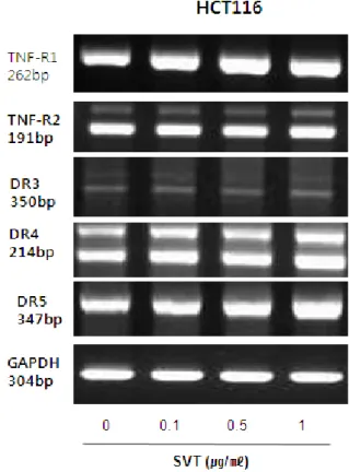 Fig.  2.  Effect  of  SVT  on  DRs  expression  in  HCT116  colon  cancer  cells