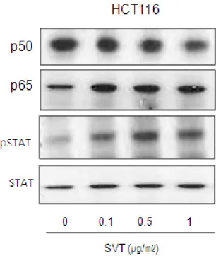 Fig.  5.  Effect  of  SVT  on  the  expression  of  apoptosis  regulatory  proteins