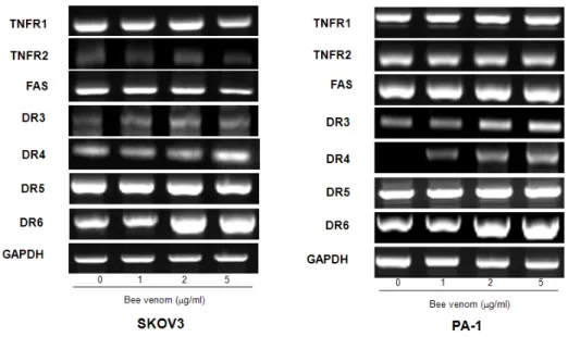 Fig.  5.  Effect  of  bee  venom  on  DRs  expression  in  ovarian  cancer  cells