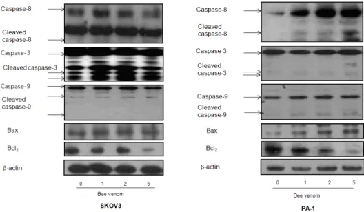 Fig.  6.  Effect  of  bee  venom  on  the  expression  of  apoptosis  regulatory  proteins Expression  of  apoptosis  regulatory  proteins  was  determined  using  Western  blot  analysis