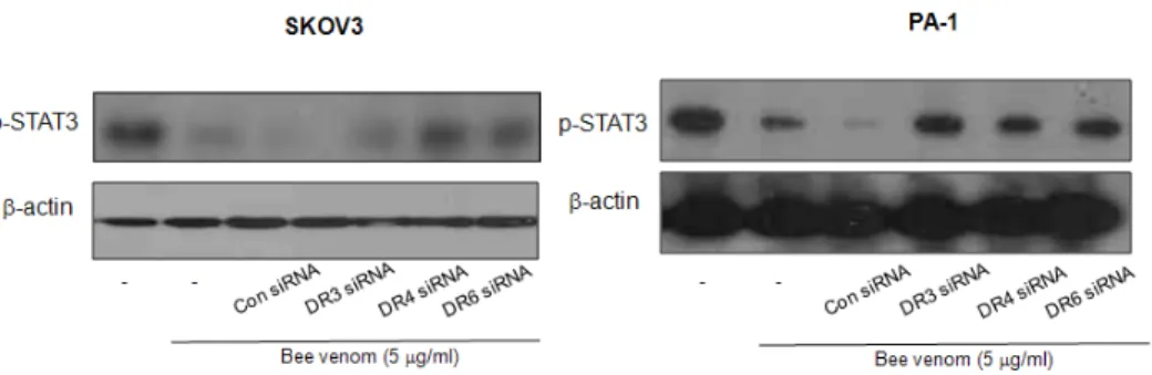 Fig  10.  Effect  of  bee  venom  and  siRNA  of  DRs  on  the  activation  of  JAK2/STAT3  in  ovarian  cancer  cells