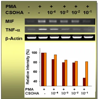 Fig.  1.  Inhibitory  effects  of  CSOP  on  cytokines  production  in  vitro 