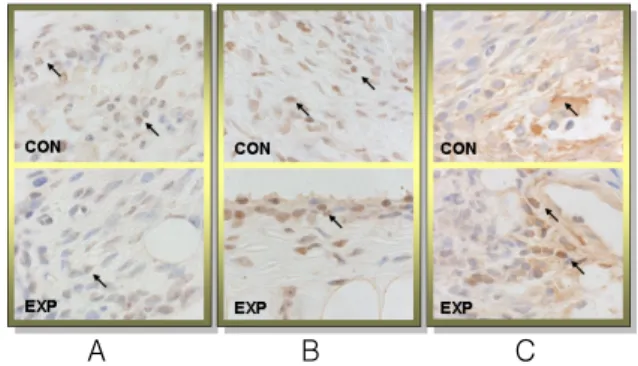 Table  4.  Analysis  on  Inhibitory  Effects  on  Cyto- Cyto-kines  Production  in  CSOP  treated  Mice