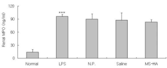 Fig.  17.  Effects  of  MS-HA  on  renal  MPO  level  in  LPS-stimulated  rats