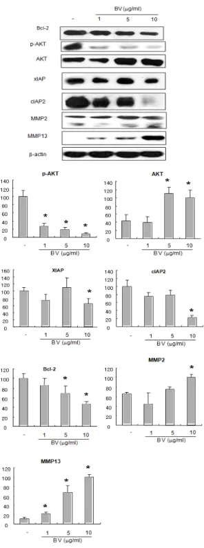 Fig.  4  Effect  of  BV  on  expression  of  anti-  apoptotic  proteins  in  DU-145  cells 