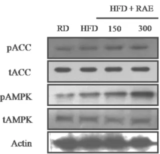 Fig.  4.  Effects  of  RA  herbal  acupuncture  on  AMPK  and  ACC  phosphorylation  in  epididymal  tissue RD  :  regular  diet  group