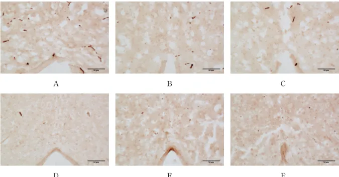 Fig.  2.  Representive  microphotographs  of  coronal  sections  for  observation  of  c-Fos  expression  in  the  central  gray  after  12days  experiment