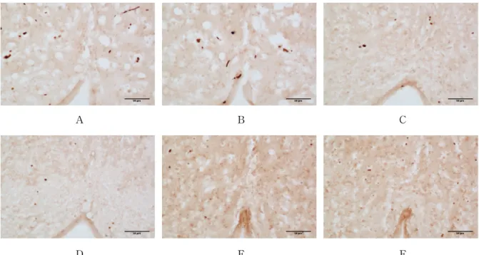 Fig.  4.  Representive  microphotographs  of  coronal  sections  for  observation  of  nociceptin  expression  in  the  central  gray  after  12days  experiment