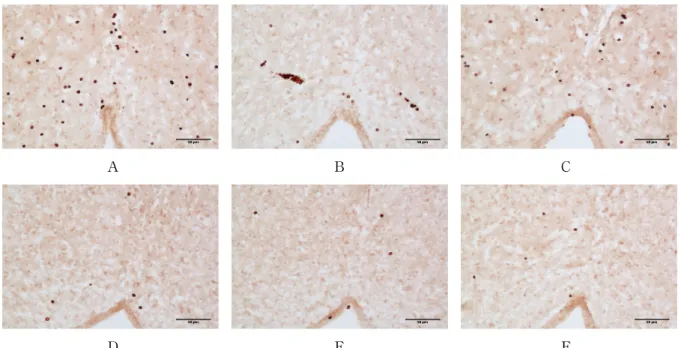 Fig.  6.  Representive  microphotographs  of  coronal  sections  for  observation  of  KOR-3  expression  in  the  central  gray  after  12days  experiment