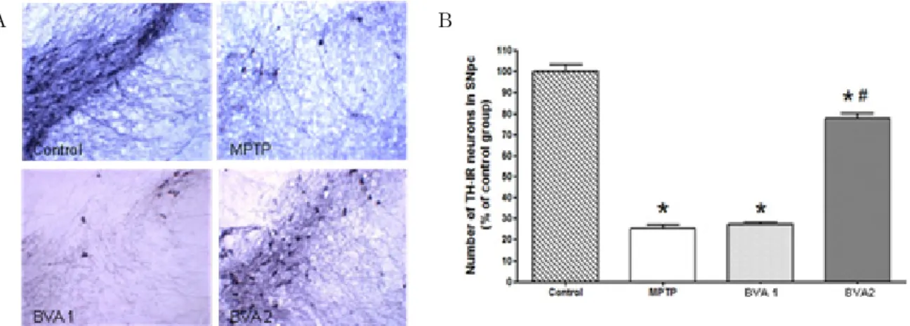 Fig.  2.  Effects  of  BVA  on  MPTP-induced  neuronal  loss  of  TH-IR  neurons  in  SNpc 