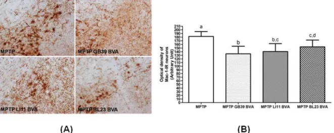 Fig. 3. Effects of BVA on MPTP-induced microglial activation of MAC-1-immunoreactive(IR) neurons in the substantia nigra pars compacta(SNpc)