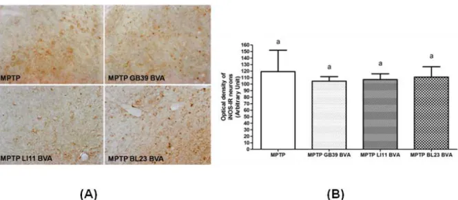 Fig. 4. Effects of BVA on MPTP-induced microglial activation of iNOS-immunoreactive(IR) neurons in the substantia nigra pars compacta(SNpc)