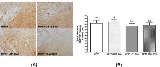 Fig. 5. Effects of BVA on MPTP-induced microglial activation of HSP70-immunoreactive(IR) neurons in the substantia nigra pars compacta(SNpc)