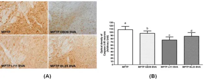 Fig 6. Effects of BVA on MPTP-induced microglial activation of caspase 3-immunoreactive(IR) neurons in the substantia nigra pars compacta(SNpc)