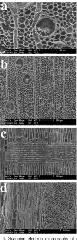 Fig. 2. Photography of cross surface normal  oak wood.
