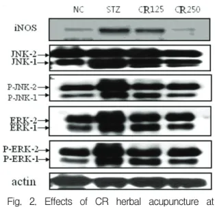 Fig.  4.  Effects  of  CR  herbal  acupuncture  so-  lution  on  inflammatory  protein  expressions  in  rat  insulinoma  (RINm5F)  cells 