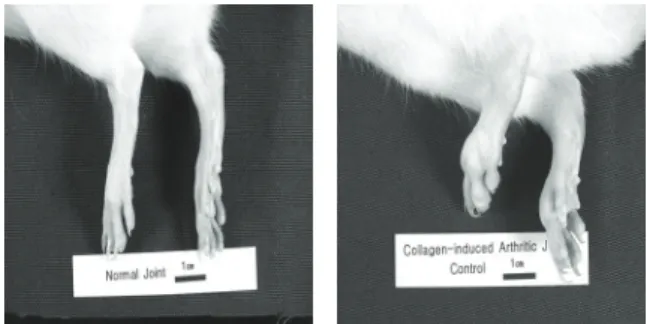 Fig.  1.  Photograph  of  tarsal  joint  in  experimental  animals
