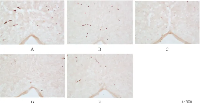 Fig.  4  Representive  Microphotographs  of  Coronal  Sections  for  Observation  of  C-fos  Expression  in  the  Central  Gray