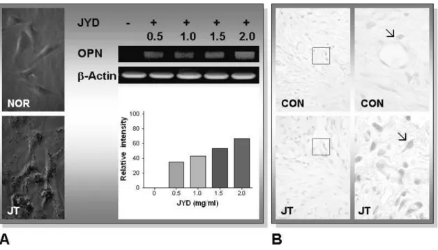 Table 3. The Image Analysis for Activation of Osteoblast by Pyrite