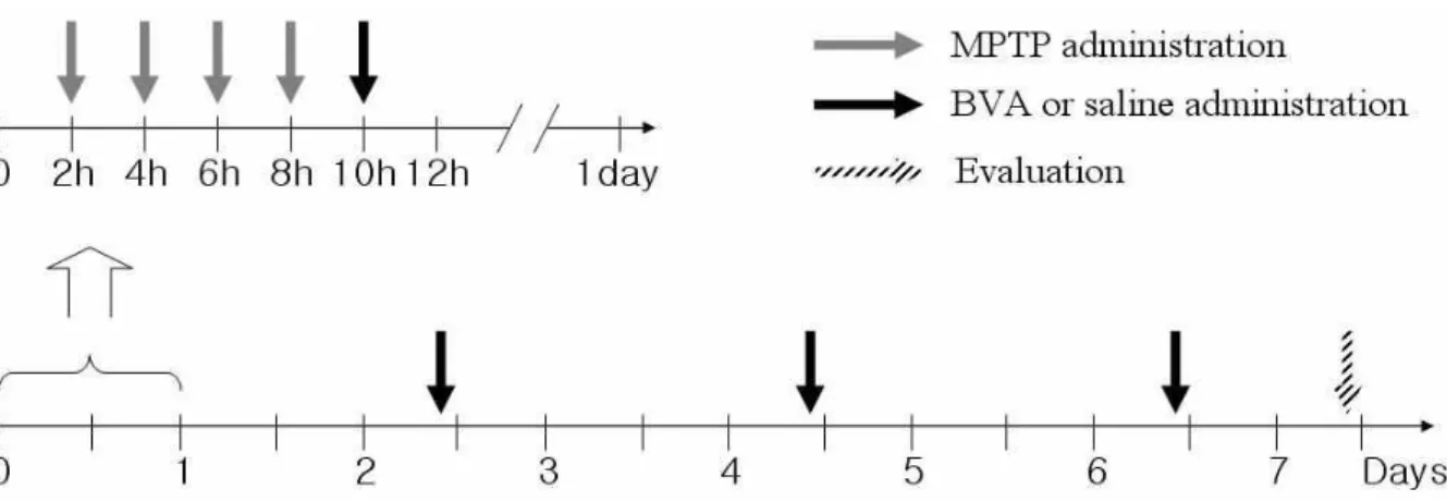 Fig. 1. MPTP &amp; BVA administration schedule