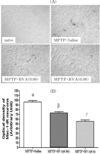 Fig. 2. Effects of BVA at BL 23 on MPTP- MPTP-induced loss of tyrosine hydroxylase  (TH)-immu-noreactive (IR) neurons in the substantia nigra pars compacta (SNpc)