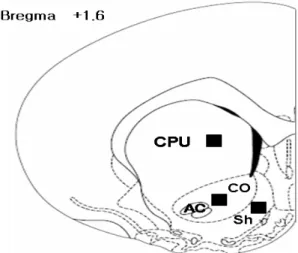 Fig.  1.  Schematic  representation  of  section  used  for  quantification  of  c-Fos  positive  nuclei