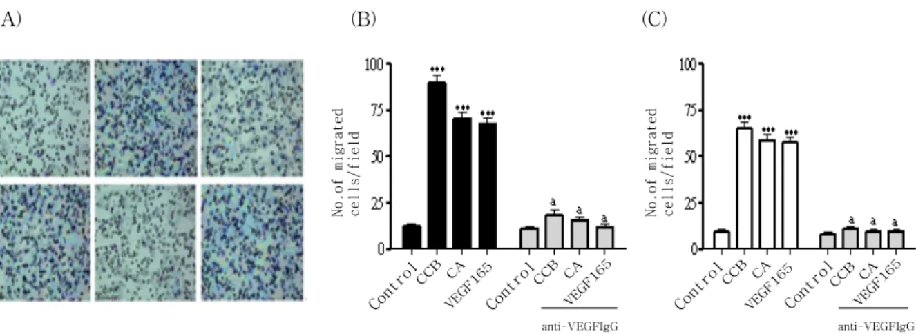 Fig  4.  CCE  and  CA  enhances  migration  of  endothelial  cells  in  chemotactic  migration  assay