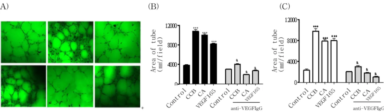 Fig.  5.  CCE  and  CA  stimulated  capillary-like  tube  formation  of  endothelial  cells