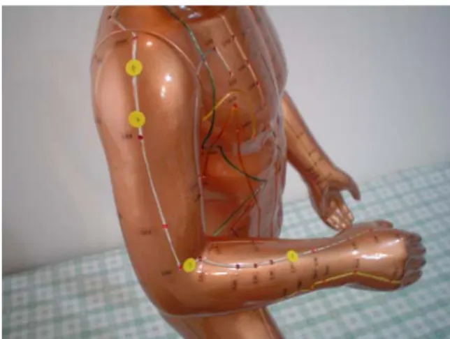 Fig.  2.  The  acupuncture  point  from  the  LI 7