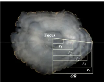 Fig. 2. The otolith of pointhead flounder  H.  pinetorum.  OR and r n  indicate otolith radius and ring radii, respectively.