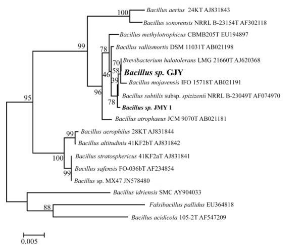 Fig. 2 Detection of CMCase and xylanase activities from Bacillus sp.