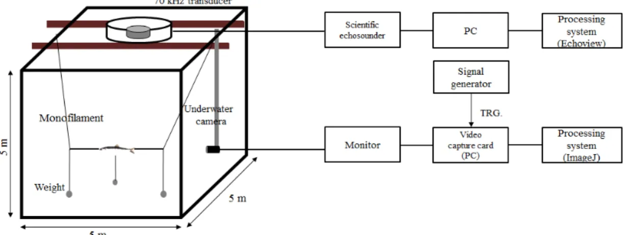 Fig. 1. Block diagram of system composition and experiment method to measure TS of Pacific herring.