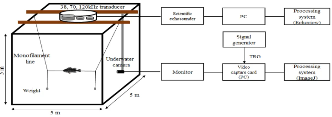 Fig.  2.  X-ray  image  of  rockfish.  (a)  and  (b)  were  lateral  aspect  and  dorsal  aspect,  respectively