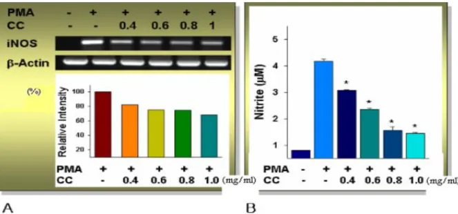 Fig.  1.  Inhibition  of  PMA-induced  iNOS  mRNA  expression  (A)  and  NO  production  (B)  by  Cervi  Pantotrichum  Cornu  Herbal  Extract(CC)