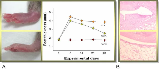 Fig.  2.  Mitigation  of  CIA  in  Foot  and  Knee  Joint  by  Cervi  Pantotrichum  Cornu  Pharmacopuncture  A