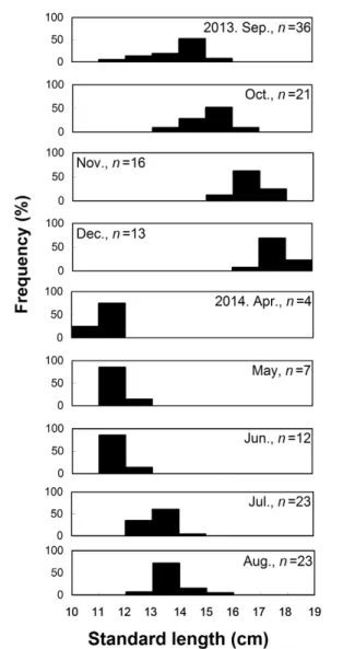 Fig.  2.  Monthly  variations  in  standard  length  frequency  of  Acanthogobius  flavimanus  collected  by  bottom  gill  nets  from  September  2013  to  August  2014  in  the  tidal  flat  of  Sangnae-ri  Suncheon,  Korea.