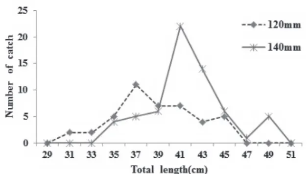 Fig. 4. The total length distribution of conger eel caught in the  tank experiments of NIFS from October 26 to November 1, 2005