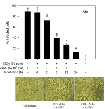 Fig. 4 Up-regulation of reactive oxygen species (ROS) production in response to chlorine dioxide (ClO 2 ) in cancer cell lines