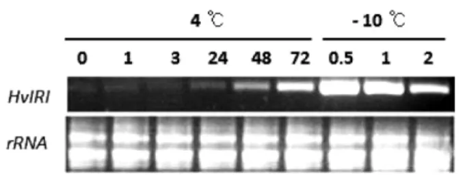 Fig. 2 Construction of plant expression vector. The 858 bp of HvIRIP (Genbank EU887261) is driven by the CaMV 35S promoter