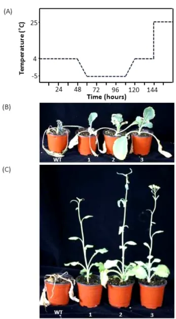 Fig. 8 Measurement of total soluble sugar content in 6-leaf stage of rapeseed wild type (WT) and transgenic plant (HvIRIP)