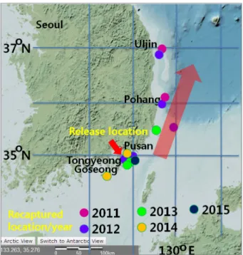 Fig. 3. Recapture locations of thirteen Pacific cod Gadus  macrocephalus tagged with conventional tags.