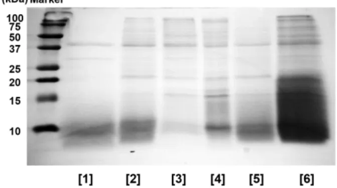 Fig. 1. Effect of five different proteases on SDS-PAGE profile of  Protaetia brevitarsis larvae protein hydrolysates