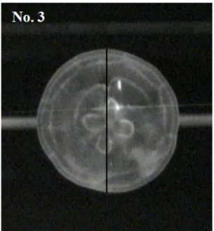 Fig. 3. Measurement location (black line) of the bell diameter changed  with pulsation of A