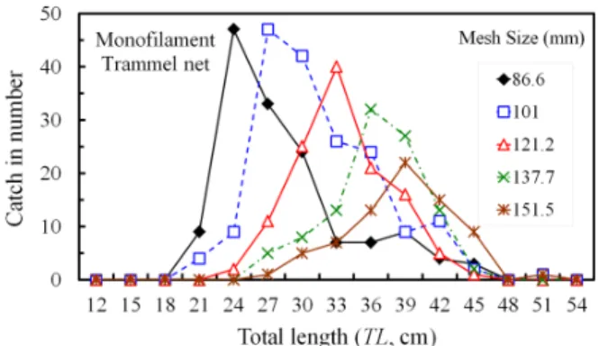 Fig.  5.  Total  length  distribution  of  marbled  sole  caught  in  the  monofilament trammel net by mesh sizes.