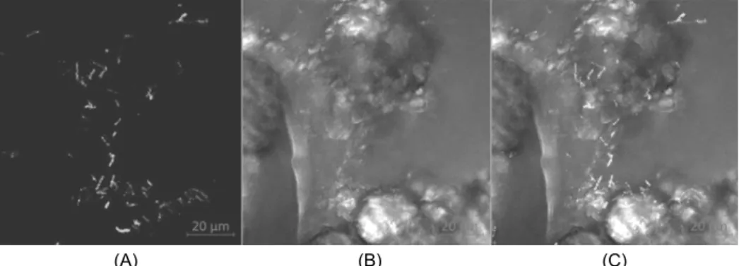 Fig. 1. Confocal laser scanning microcopy images showing the split images of Lactobacillus  acidophilus  attached to multi-grain  powder